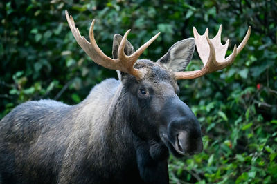 animal