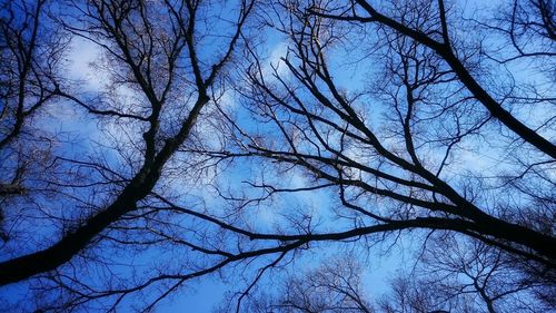 Low angle view of bare trees against blue sky