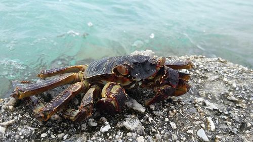 Close-up of crab on rock at shore