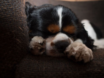 Close-up of puppy sleeping at home