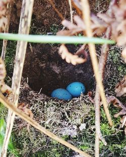 High angle view of bird in nest