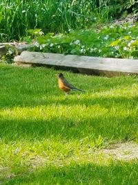 Bird perching on field