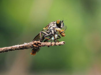 Close-up of insect on plant