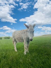 Donkey standing on grassy field against sky