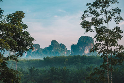 Scenic view of forest against sky