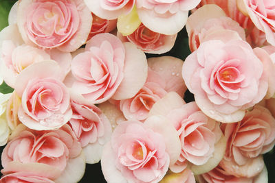 Full frame shot of pink roses