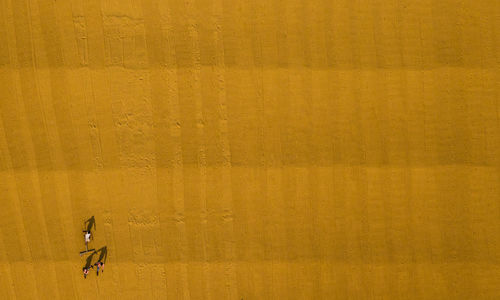 Aerial view of farmers working at farm