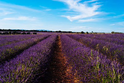 Purple flowering plants on field against sky