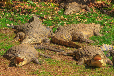 View of two cats resting on field