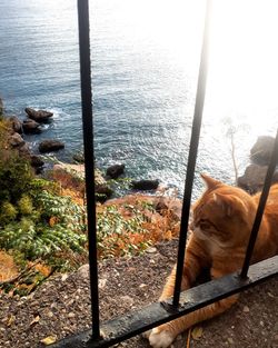 Close-up of dog by sea against sky