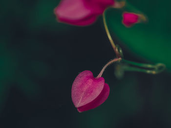 Close-up of bleeding heart flower