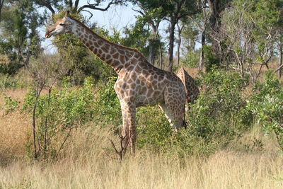 Giraffe in a field