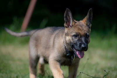 Close-up of dog