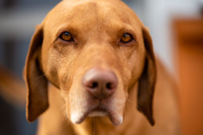 Close-up portrait of dog