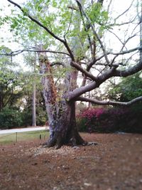 Trees in park