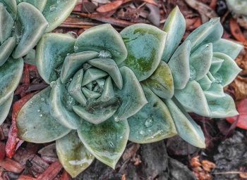 Close-up of rose plant