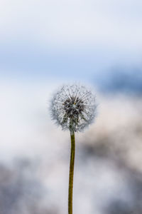 Close-up of dandelion flower against sky