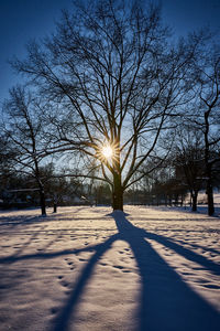 Sunlight streaming through bare trees during winter