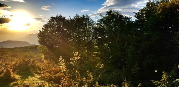 Trees against sky during sunset