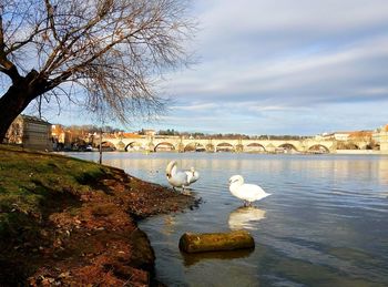 Birds perching on bare tree by lake against sky