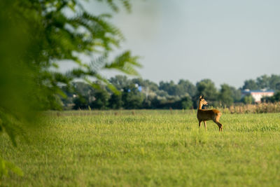 Horse in a field