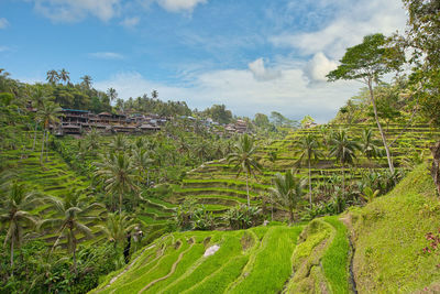 Rice terasses of tegalalang on bali with approaching rain clouds