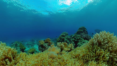 undersea
