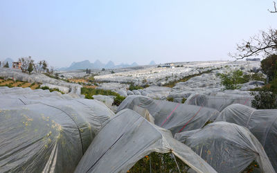 Kumquat trees covered by plastic on the fields of yangshuo, guilin, china