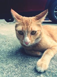 Close-up portrait of a cat