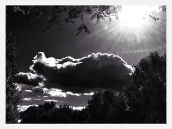 Low angle view of trees against sky