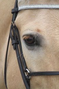 Close-up of horse