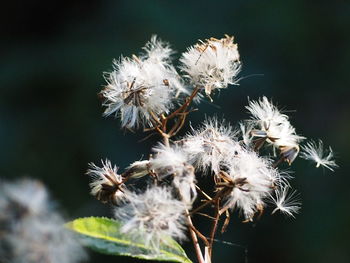 Close-up of wilted plant