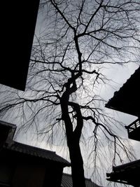 Low angle view of bare tree and building against sky