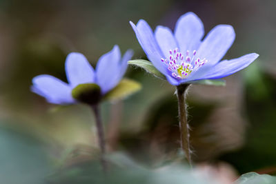 Close-up of purple flowering plant