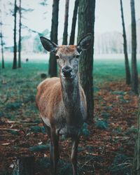 Portrait of deer standing on field in forest