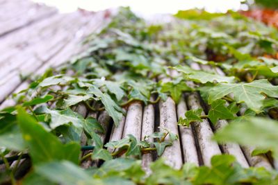 Close-up of fresh green plants