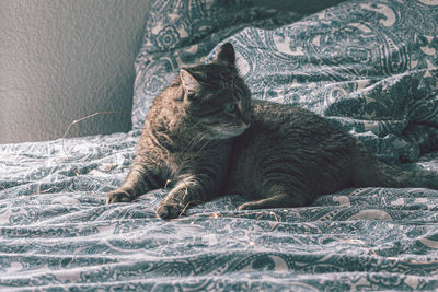 Cat relaxing on bed