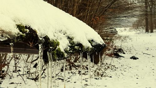 Plants on snow covered landscape