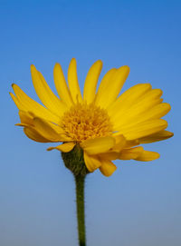 Close-up of yellow flower against blue sky