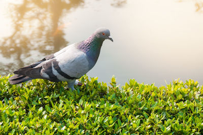 Close-up of pigeon perching on plant