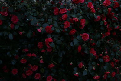 Close-up of red flowers