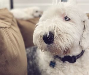 Close-up of dog