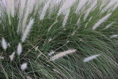 High angle view of stalks in field