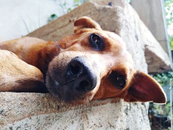 Close-up portrait of a dog