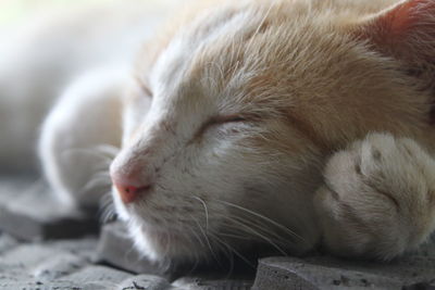 Close-up of cat sleeping