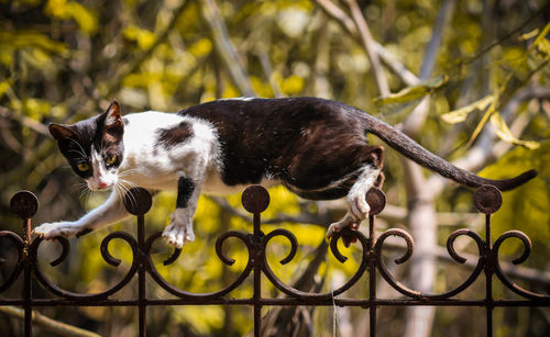 Cat outdoors
