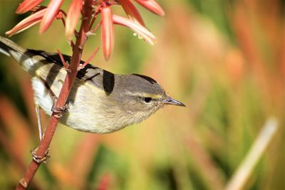 Close-up of bird perching on tree