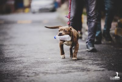 Low section of person with dog walking on road