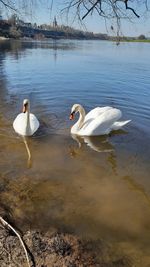 Swans swimming in lake