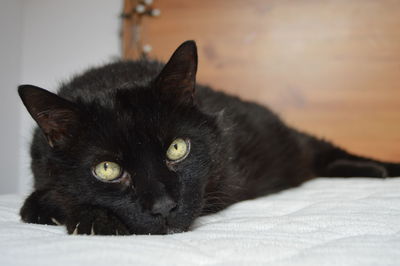 Portrait of black cat on bed